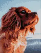 Алмазная мозаика на подрамнике KiKi "Собака" 30*40, полная выкладка.